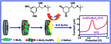 Graphical abstract: Sensitive and fast analysis of terbutaline sulfate in food using a modified electrode based on a MoS2/AuNPs nanocomposite