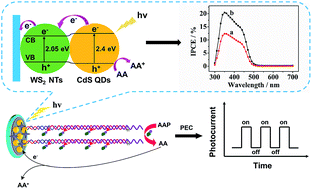 Graphical abstract: Amplified photoelectrochemical DNA biosensor based on a CdS quantum dot/WS2 nanosheet heterojunction and hybridization chain reaction-mediated enzymatic hydrolysis