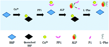 Graphical abstract: Detection of alkaline phosphatase activity and inhibition with fluorescent hydroxyapatite nanoparticles