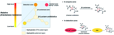 Graphical abstract: Multi-screening of β-lactam antibiotics for β-lactamase resistance by means of a paper-based analytical device with a 4-(2-pyridylazo)resorcinol (PAR)–Hg2+ complex