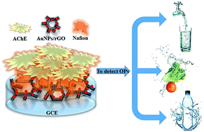 Graphical abstract: A novel acetylcholinesterase biosensor based on gold nanoparticles obtained by electroless plating on three-dimensional graphene for detecting organophosphorus pesticides in water and vegetable samples