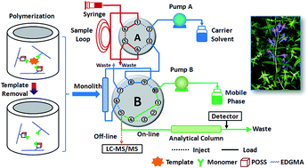 Graphical abstract: Preparation of a POSS-hybridized molecularly imprinted monolith for the analysis of baicalin and its analogues in a microwave-assisted extract from Scutellaria baicalensis by means of on-line SPME-HPLC and off-line LC-MS/MS