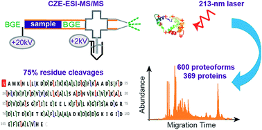 Graphical abstract: Capillary zone electrophoresis-tandem mass spectrometry with ultraviolet photodissociation (213 nm) for large-scale top–down proteomics