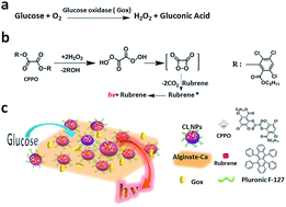 Graphical abstract: The imaging of local glucose levels in tumor periphery via peroxyoxalate chemiluminescent nanoparticle–glucose oxidase–doped alginate hydrogel