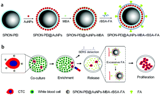 Graphical abstract: Detection of circulating tumor cells based on improved SERS-active magnetic nanoparticles