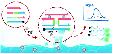 Graphical abstract: Selective and rapid detection of mercury ion based on DNA assembly and nicking endonuclease-assisted signal amplification