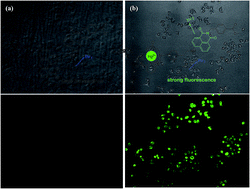 Graphical abstract: A 1,8-naphthalimide-based fluorescent sensor with high selectivity and sensitivity for Hg2+ in aqueous solution and living cells