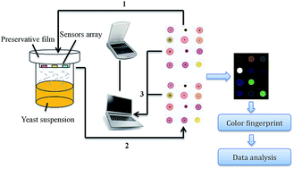 Graphical abstract: Qualitative discrimination of yeast fermentation stages based on an olfactory visualization sensor system integrated with a pattern recognition algorithm