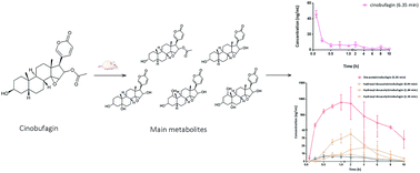 Graphical abstract: Simultaneous determination of cinobufagin and its five metabolites in rat plasma by LC-MS/MS for characterization of metabolic profiles and pharmacokinetic study