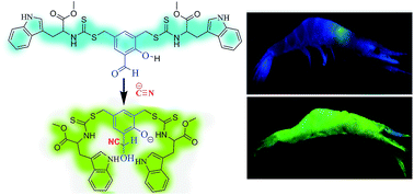 Graphical abstract: Instant detection of cyanide in seafood with a tryptophan based fluorescence probe