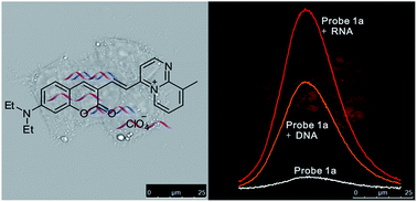 Graphical abstract: Synthesis of azonia cyanine derivatives as NIR fluorescent probes for nucleic acid detection and cell imaging