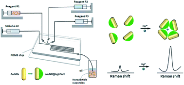 Graphical abstract: Droplet-based microfluidic synthesis of (Au nanorod@Ag)–polyaniline Janus nanoparticles and their application as a surface-enhanced Raman scattering nanosensor for mercury detection