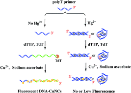 Graphical abstract: DNA-templated copper nanoclusters obtained via TdT isothermal nucleic acid amplification for mercury(ii) assay