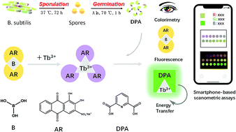 Graphical abstract: Alizarin Red–Tb3+ complex as a ratiometric colorimetric and fluorescent dual probe for the smartphone-based detection of an anthrax biomarker