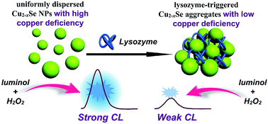 Graphical abstract: A label-free turn ON–OFF chemiluminescence strategy for lysozyme detection by target-triggered Cu2−xSe aggregation