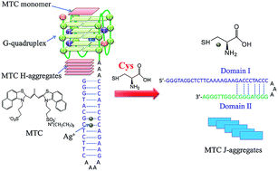 Graphical abstract: Multi-approach cysteine detection based on supramolecular transformation induced by G-quadruplexes