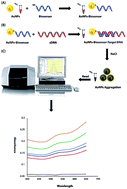 Graphical abstract: The bioconjugation of DNA with gold nanoparticles towards the spectrophotometric genosensing of pathogenic bacteria