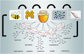 Graphical abstract: Group-specific detection of 2-deoxystreptamine aminoglycosides in honey based on antibodies against ribostamycin