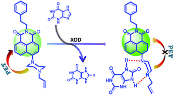 Graphical abstract: A naphthalimide-based novel “Turn-On” fluorescence approach for the determination of uric acid and monitoring of xanthine oxidase activity