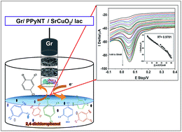 Graphical abstract: A matrix of perovskite micro-seeds and polypyrrole nanotubes tethered laccase/graphite biosensor for sensitive quantification of 2,4-dichlorophenol in wastewater