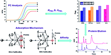 Graphical abstract: Study on the affinity characteristics of proteins on the immobilized metal affinity chromatography column