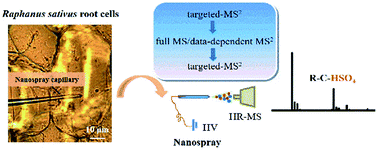 Graphical abstract: Rapid screening of new organic sulfates and alkaloids in single plant cells using nanospray high-resolution mass spectrometry