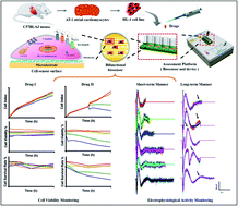 Graphical abstract: High-temporal-range drug-induced cardiac side-effect evaluation using simultaneous HL-1-based impedance and long-term electrophysiology recording systems