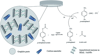 Graphical abstract: A biosensor based on microbial lipase immobilized on lamellar zinc hydroxide-decorated gold nanoparticles for carbendazim determination