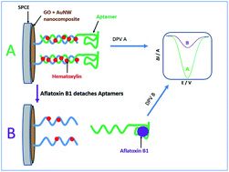 Graphical abstract: Electrochemical detection of aflatoxin B1: an aptasensor prepared using graphene oxide and gold nanowires