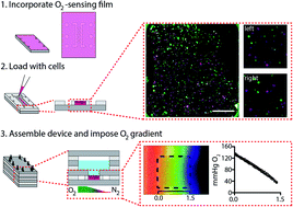 Graphical abstract: Generating linear oxygen gradients across 3D cell cultures with block-layered oxygen controlled chips (BLOCCs)