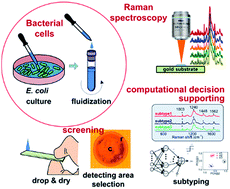 Graphical abstract: A rapid tag-free identification of Escherichia coli antibiotic-resistant isolates using Raman scattering