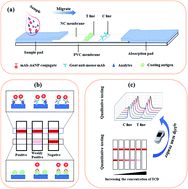 Graphical abstract: Detection of triclabendazole and three metabolites in bovine muscle samples with a gold nanoparticle-based lateral flow immunoassay