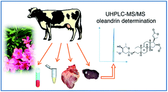 Graphical abstract: UHPLC-MS/MS determination of oleandrin in blood and tissues of dairy cattle poisoned by oleander (Nerium oleander)