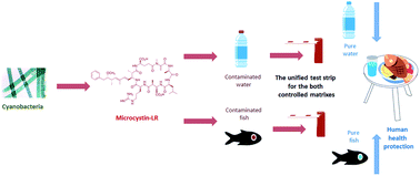 Graphical abstract: Immunochromatographic tests for the detection of microcystin-LR toxin in water and fish samples