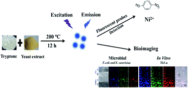 Graphical abstract: Application of carbon dots synthesized from tryptone and yeast extract in bioimaging and highly selective detection of p-nitrophenol and nickel(ii)