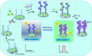 Graphical abstract: Target-engineered photo-responsive DNA strands: a novel signal-on photoelectrochemical biosensing platform for ochratoxin A