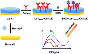 Graphical abstract: A label-free small molecular hydrogel-based electrochemical immunosensor for ultrasensitive detection of deoxynivalenol