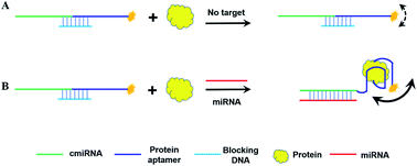 Graphical abstract: Sensitive and selective detection of microRNA in complex biological samples based on protein-enhanced fluorescence anisotropy