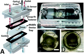 Graphical abstract: A microfluidic organotypic device for culture of mammalian intestines ex vivo
