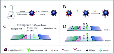 Graphical abstract: A Au@Pt bimetallic nanoparticle and blue silica nanoparticle nanocomposite as a probe of immunochromatographic assay for HBsAg detection