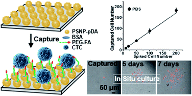 Graphical abstract: A folic acid modified polystyrene nanosphere surface for circulating tumor cell capture