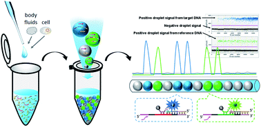 Graphical abstract: Precise quantitation and sensitive detection of copy number within genetic variations using ligation-mediated droplet digital PCR in plasma