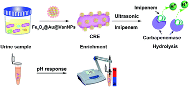 Graphical abstract: Rapid detection of carbapenem-resistant Enterobacteriaceae using pH response based on vancomycin-modified Fe3O4@Au nanoparticle enrichment and the carbapenemase hydrolysis reaction