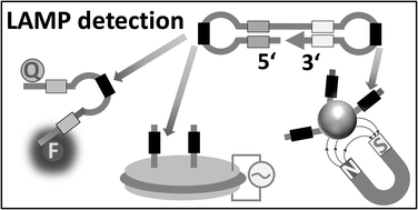 Graphical abstract: Loop-mediated isothermal amplification (LAMP) – review and classification of methods for sequence-specific detection