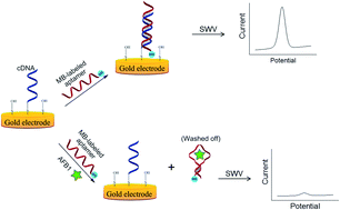 Graphical abstract: A competitive electrochemical aptamer-based method for aflatoxin B1 detection with signal-off response