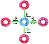 Graphical abstract: Colorimetric chiral discrimination of lysine enantiomers and configurable logic gate operation based on fluorescein-functionalized polydiacetylene vesicles
