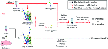 Graphical abstract: A precise and versatile platform for rapid glycosylation analysis of brain tissue