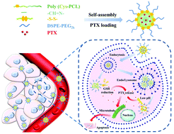 Graphical abstract: Poly(cystine–PCL) based pH/redox dual-responsive nanocarriers for enhanced tumor therapy