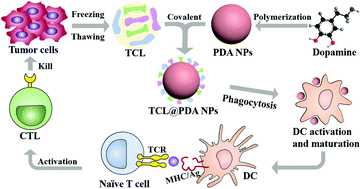 Graphical abstract: Polydopamine nanoparticles carrying tumor cell lysate as a potential vaccine for colorectal cancer immunotherapy