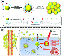 Graphical abstract: One-pot synthesis of acid-induced in situ aggregating theranostic gold nanoparticles with enhanced retention in tumor cells
